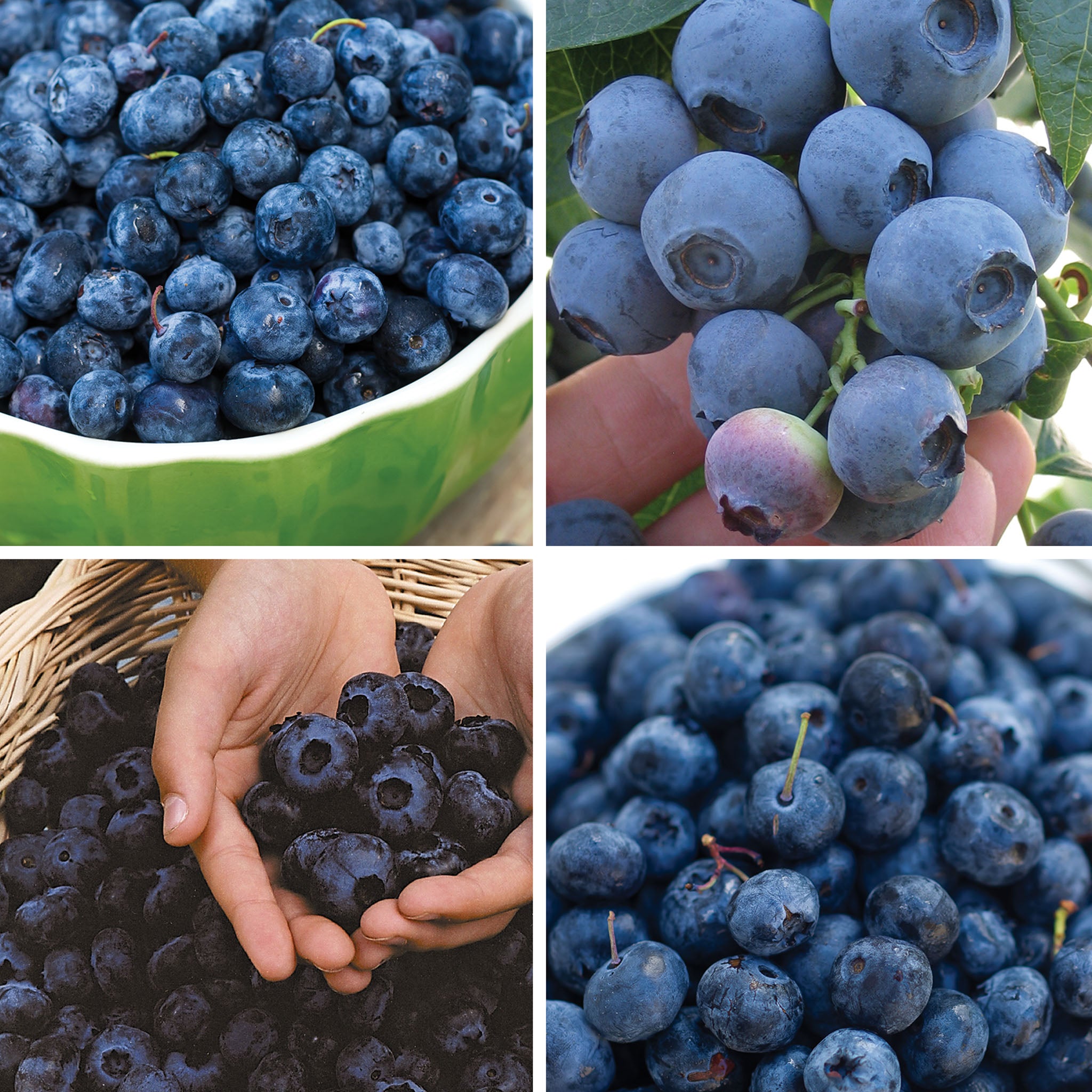 Favorite Collection Blueberry
