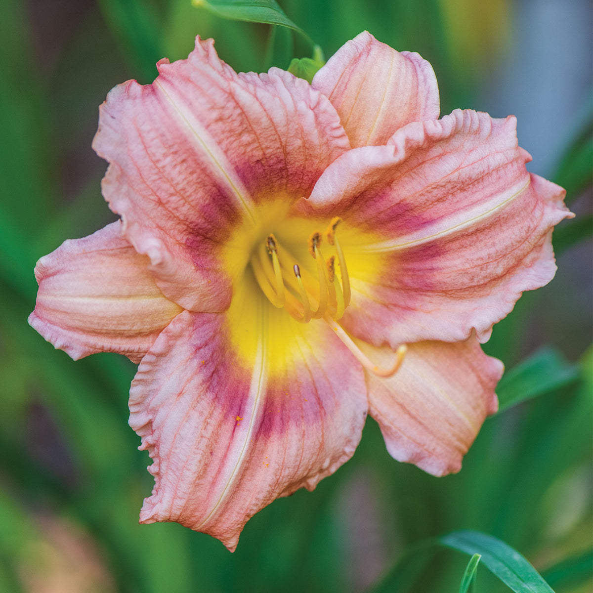 Chorus Line Daylily Bare Roots