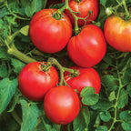 Better Boy Tomato