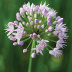Allion Chives