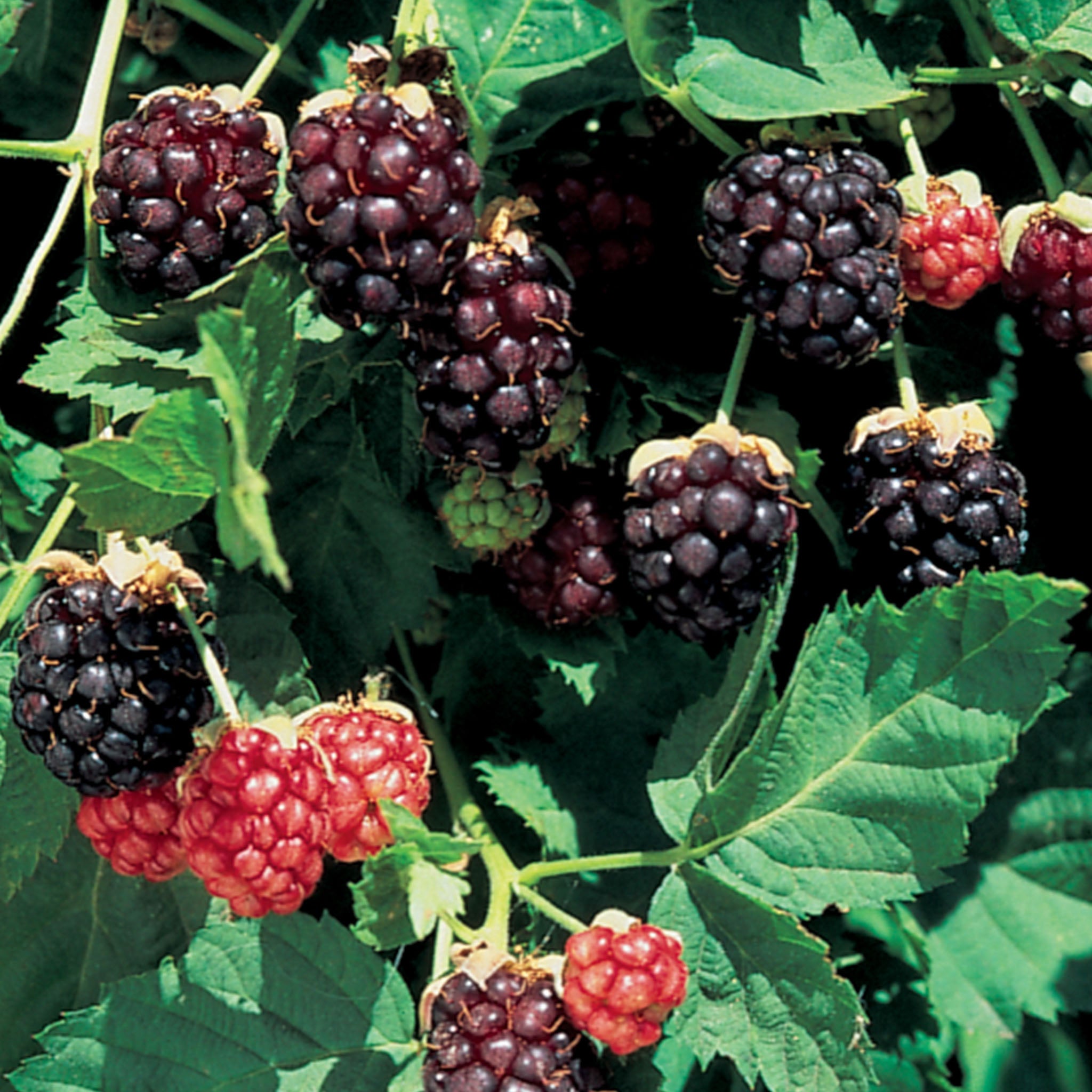 Boysenberry