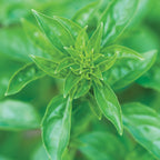Summerlong Basil