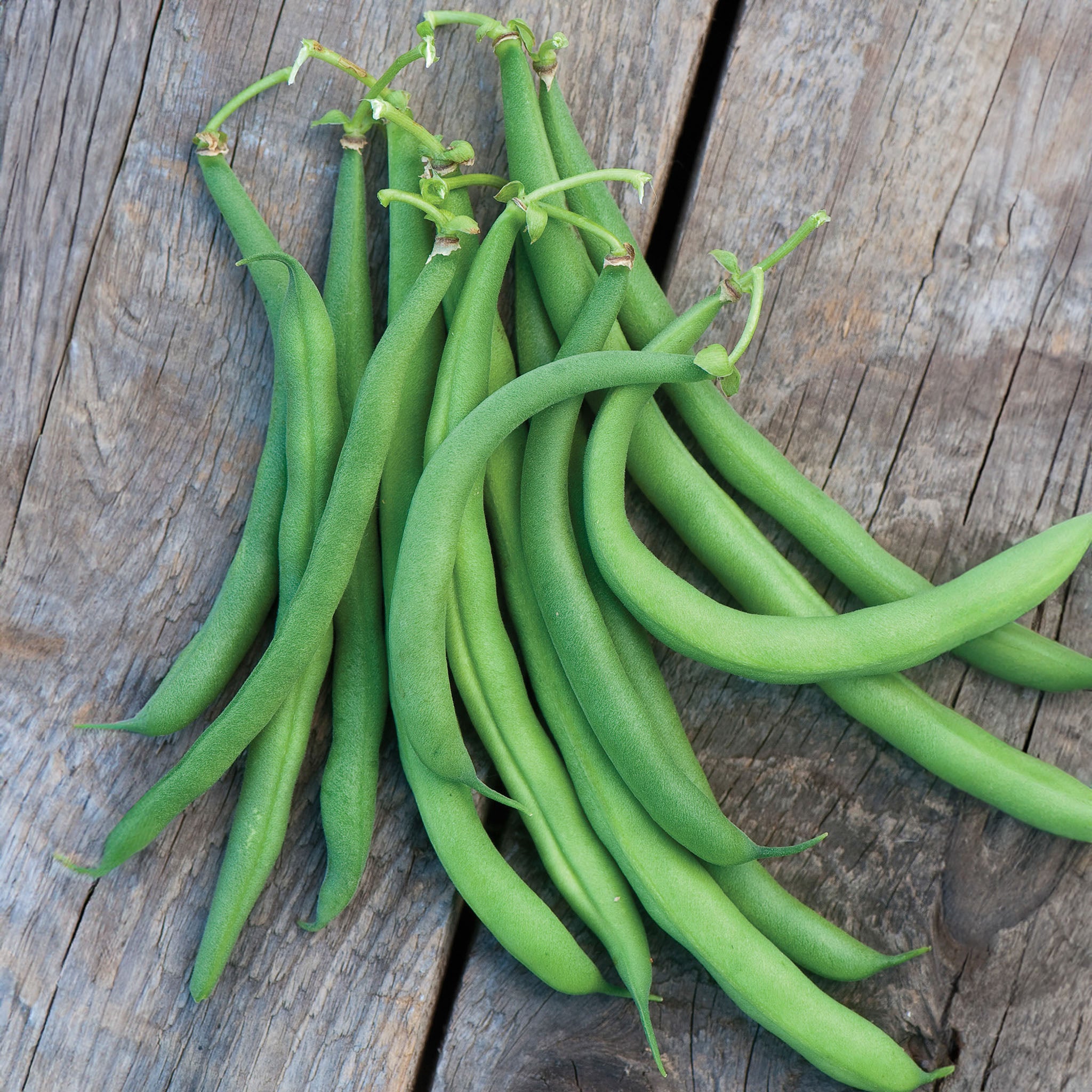 White Half Runner Pole Bean