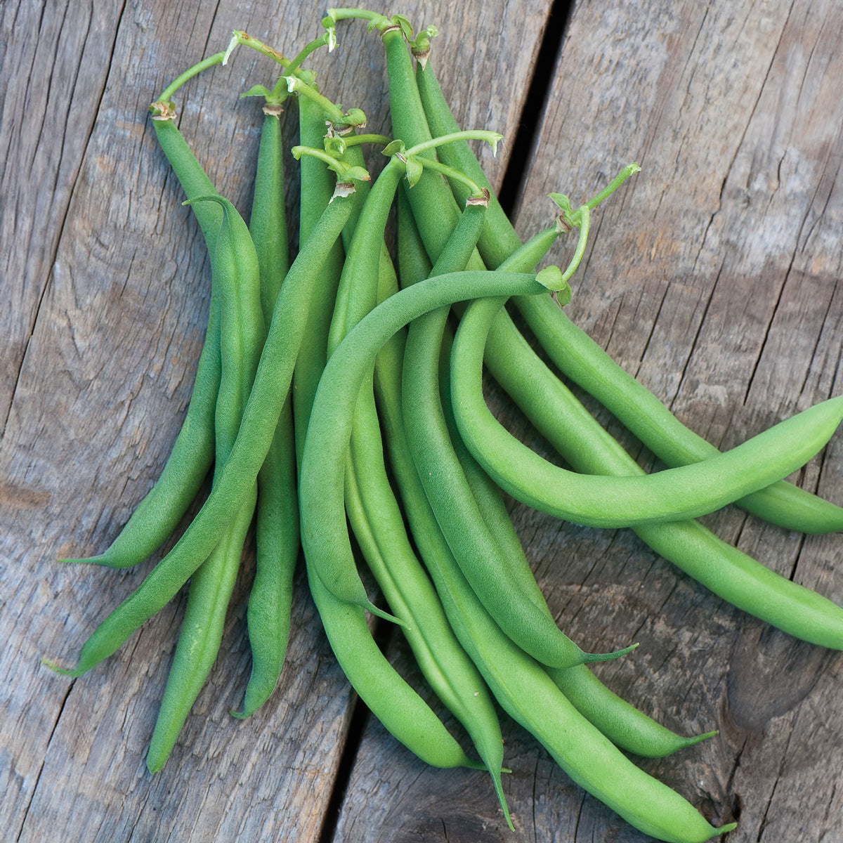 White Half Runner Pole Bean