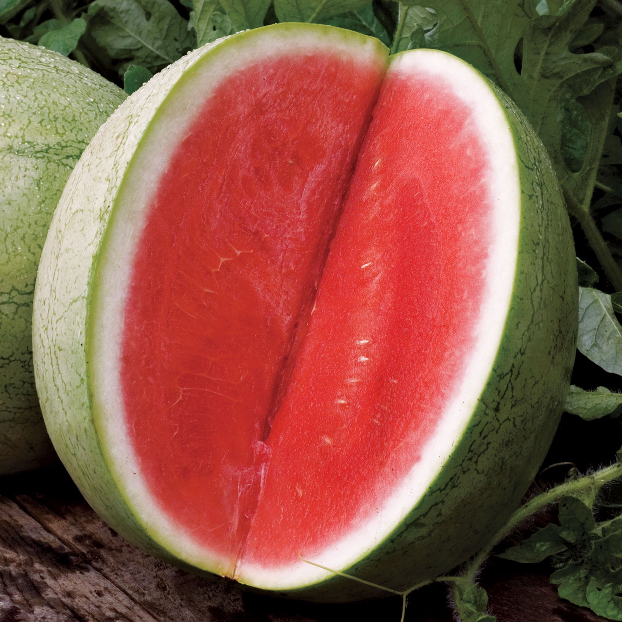 Big Tasty Seedless Watermelon