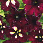 Starry Sky Burgundy Petunia