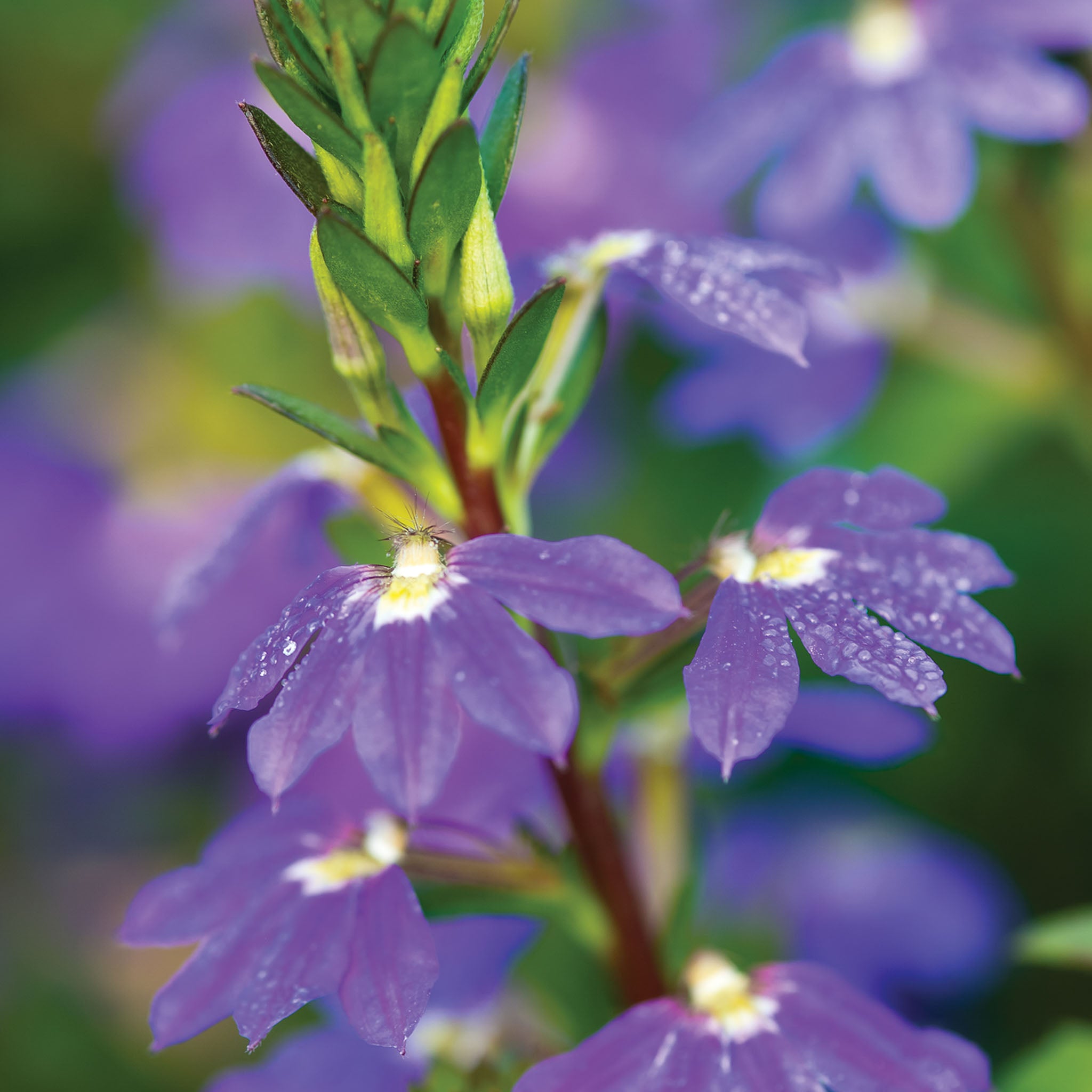 Fancy Scaevola