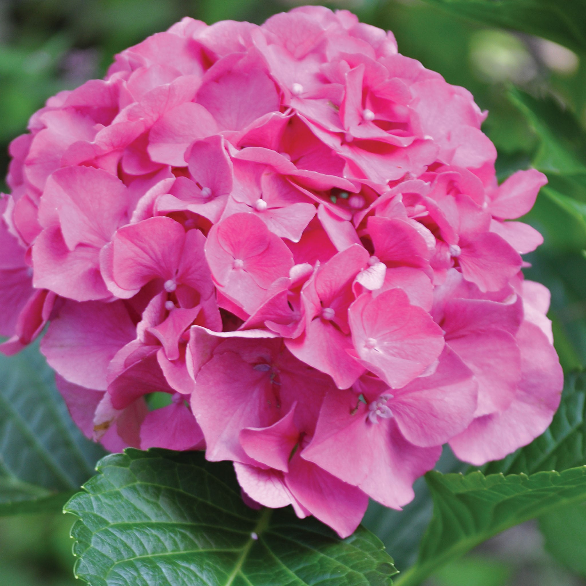 Masja Hydrangea