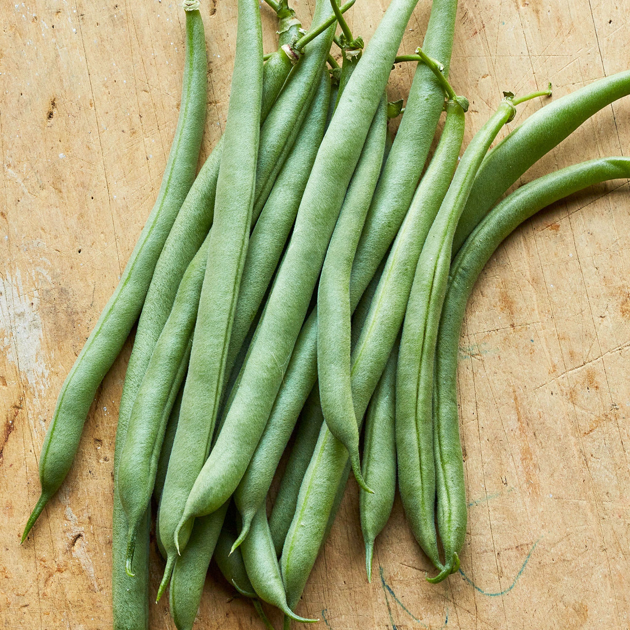 Blue Lake 47 Bush Bean