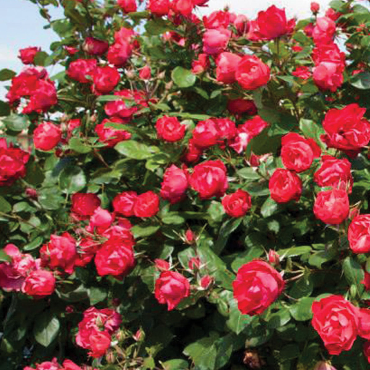 Oso Easy Double Red PPAF® Rose