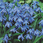 Siberica Scilla Bulbs