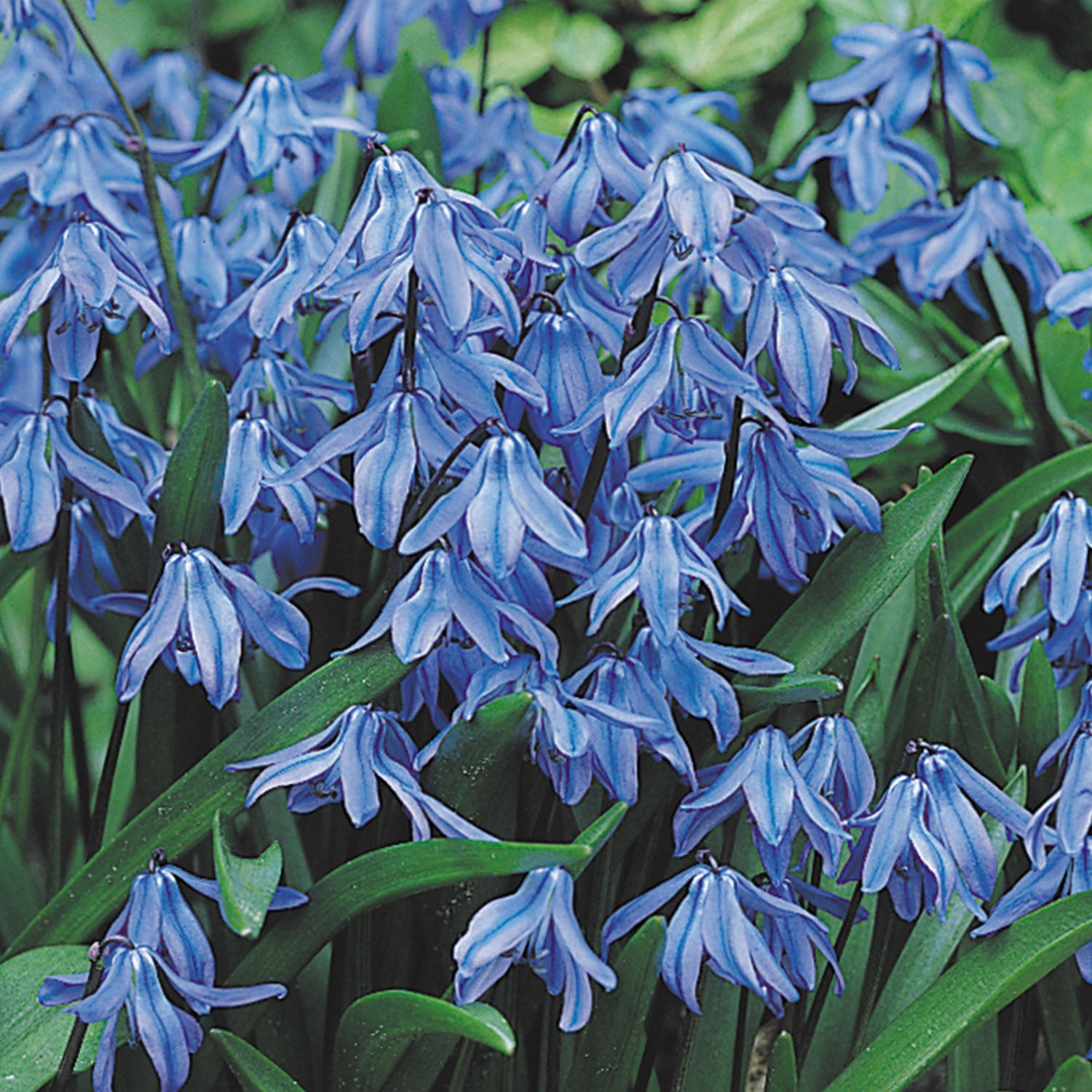 Siberica Scilla Bulbs