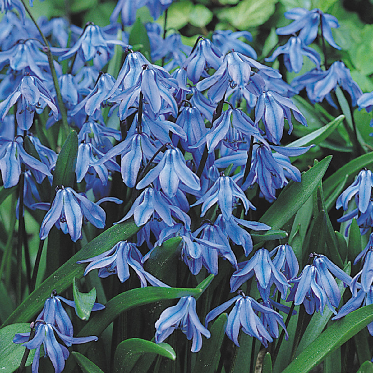 Siberica Scilla Bulbs