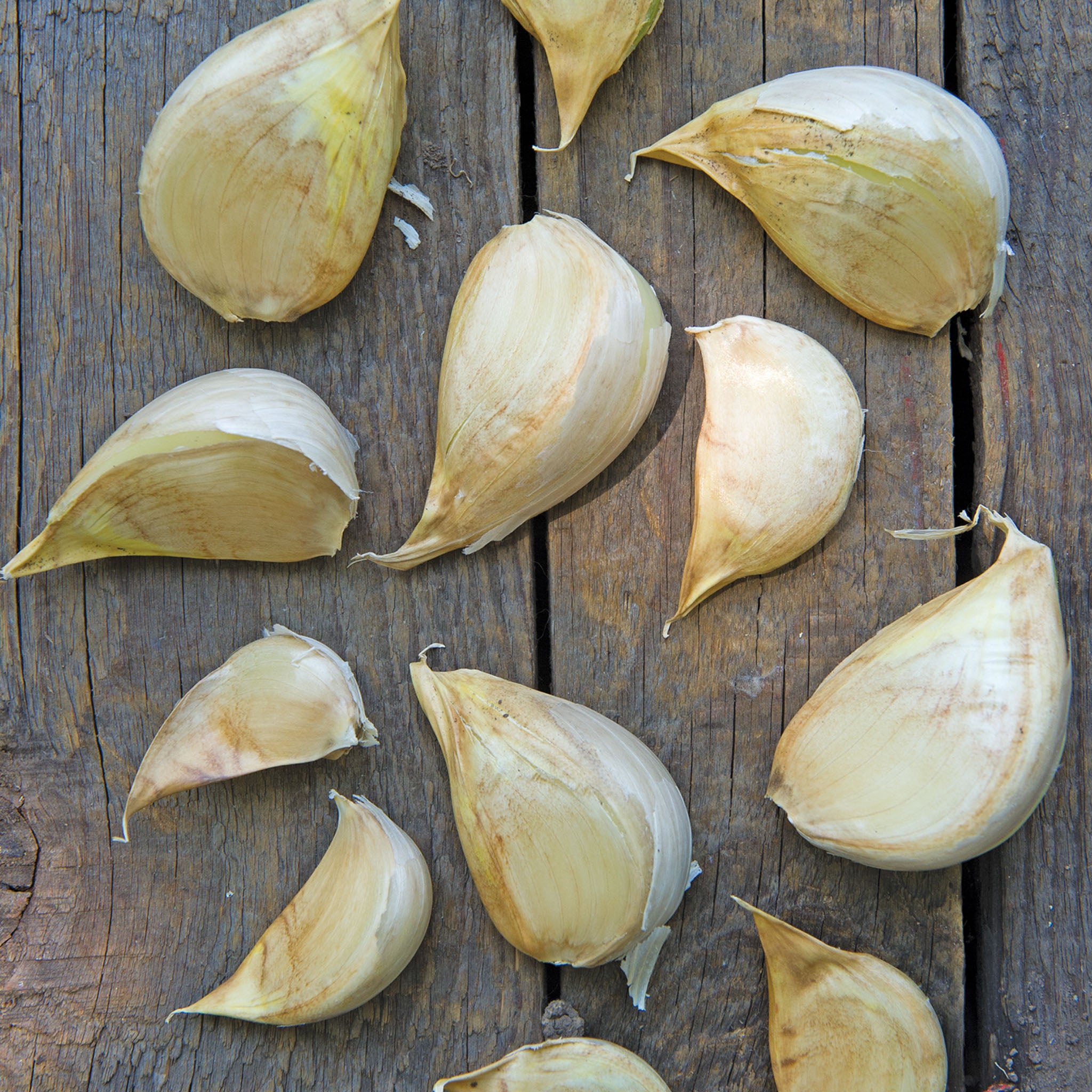 Elephant Garlic Bulbs