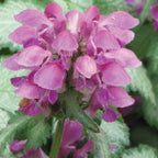 Beacon Silver Lamium