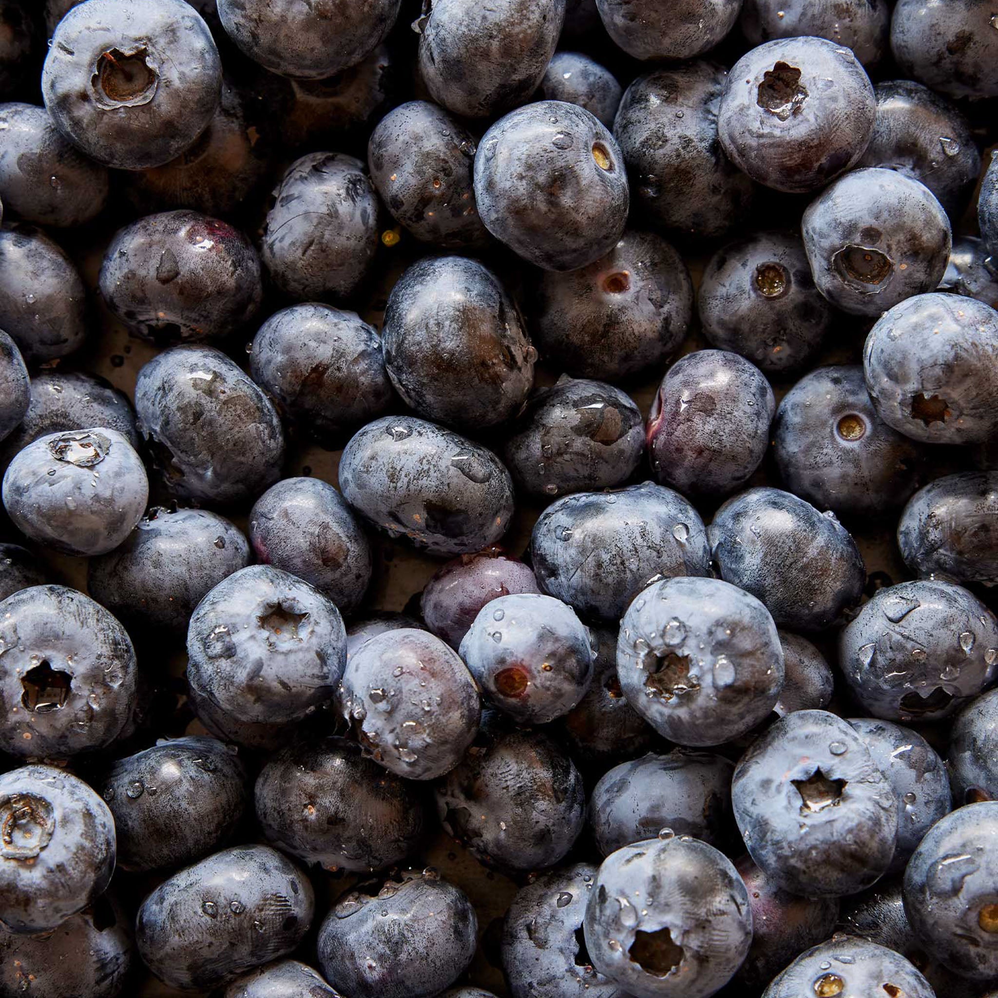 Jersey Blueberry