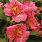 Colorita Elaine Alstroemeria