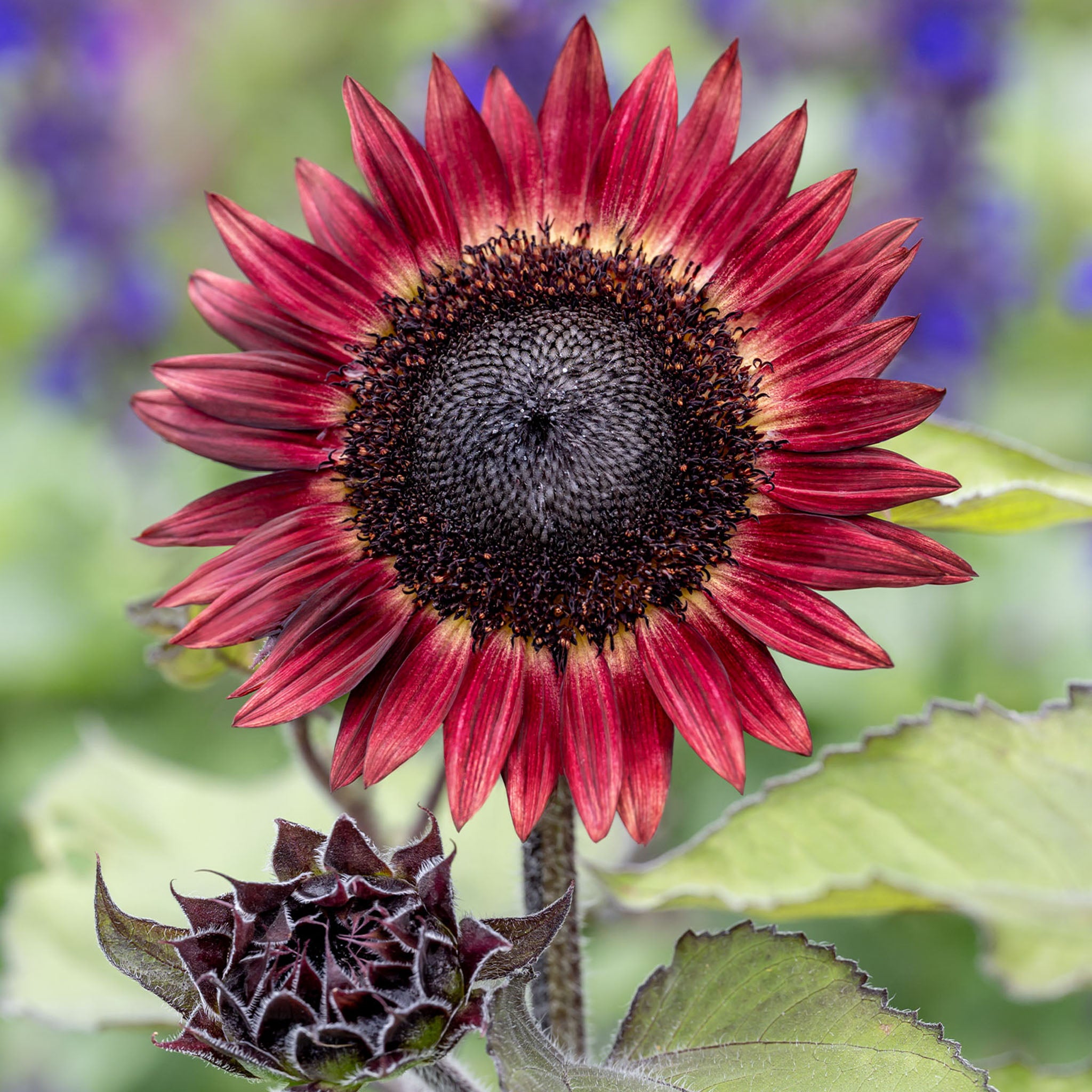 Desire Red Sunflower