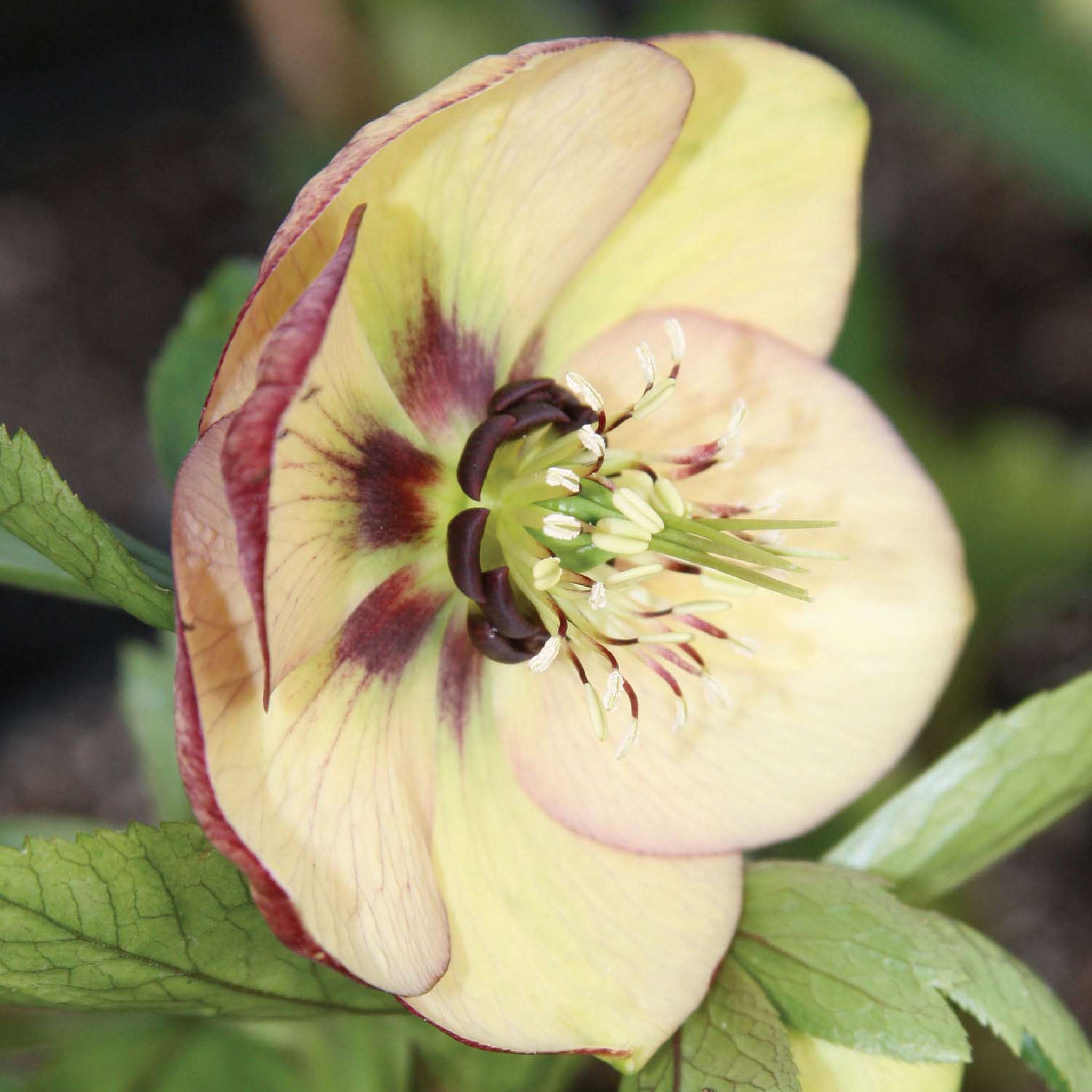 Painted Bunting Hellebore