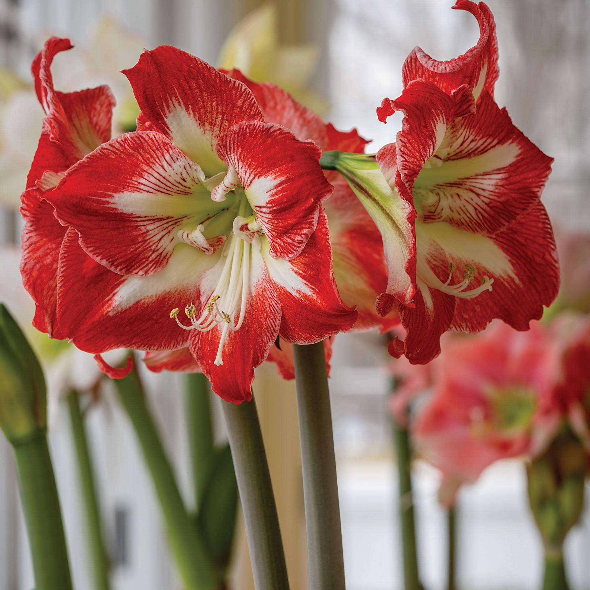 Flamenco Queen Amaryllis Bulbs