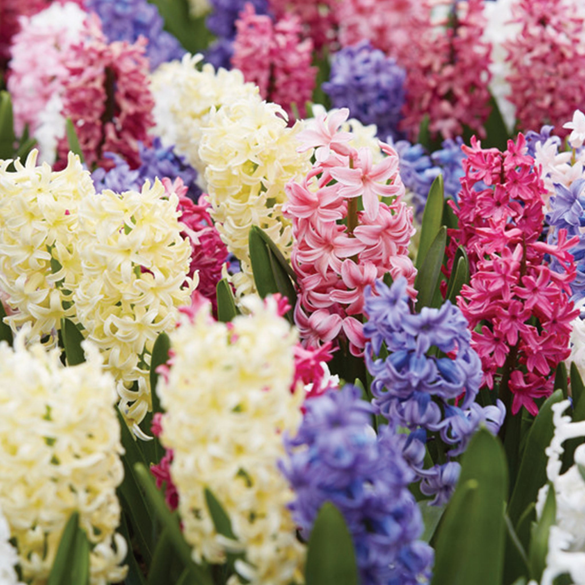 Mix Hyacinth Bulbs