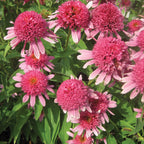 Double Scoop Bubble Gum Echinacea