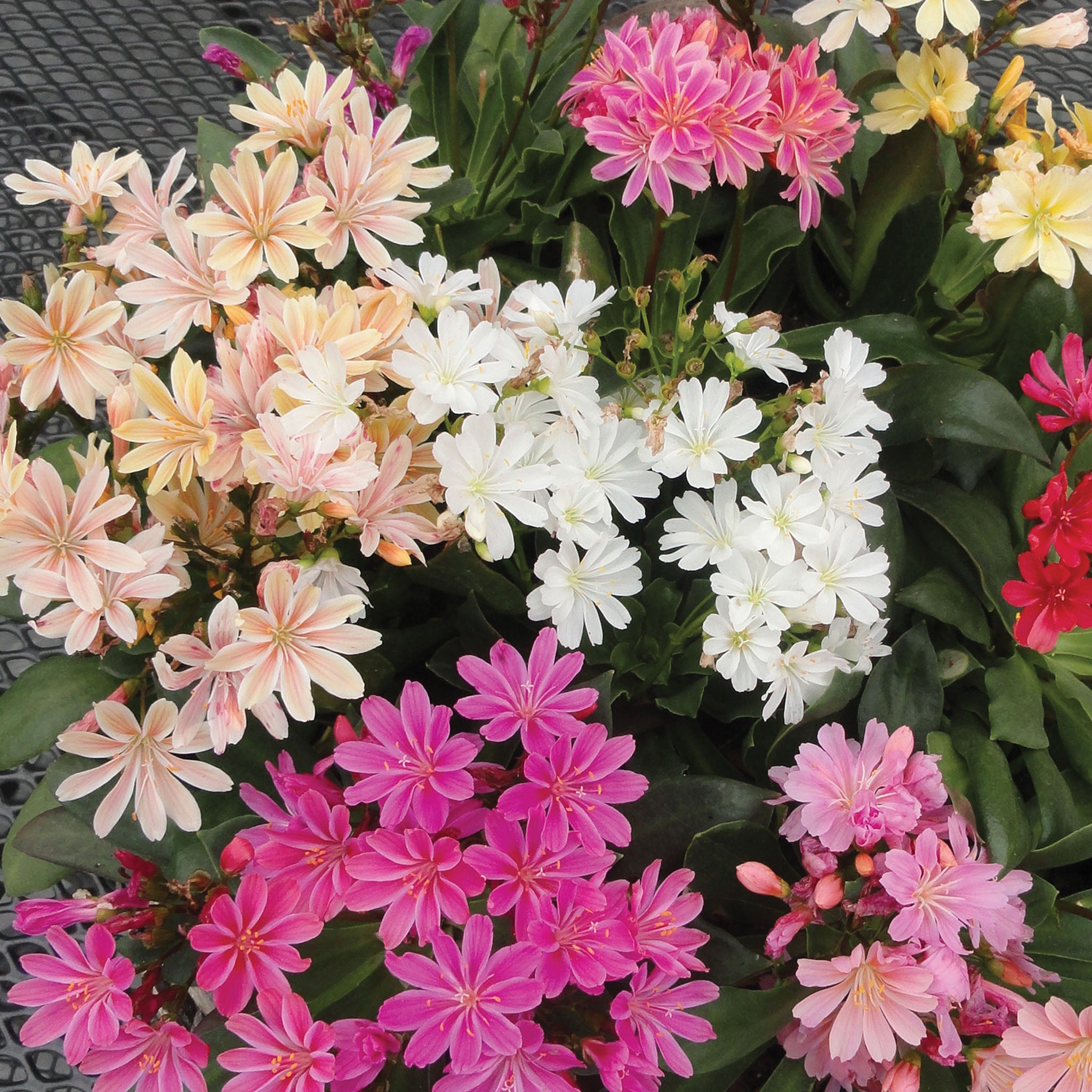 Elise Mix Lewisia