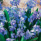 Siberica Scilla Bulbs