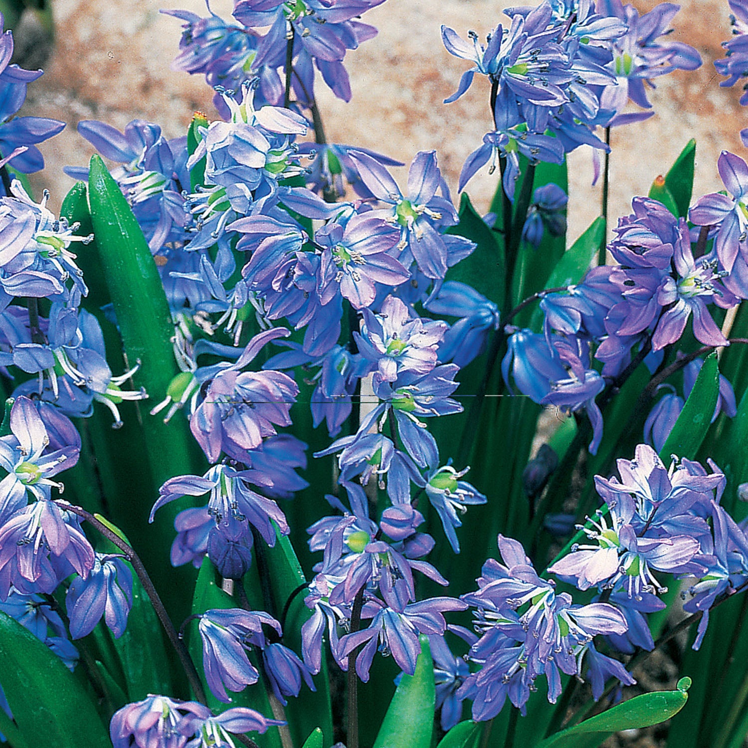 Siberica Scilla Bulbs