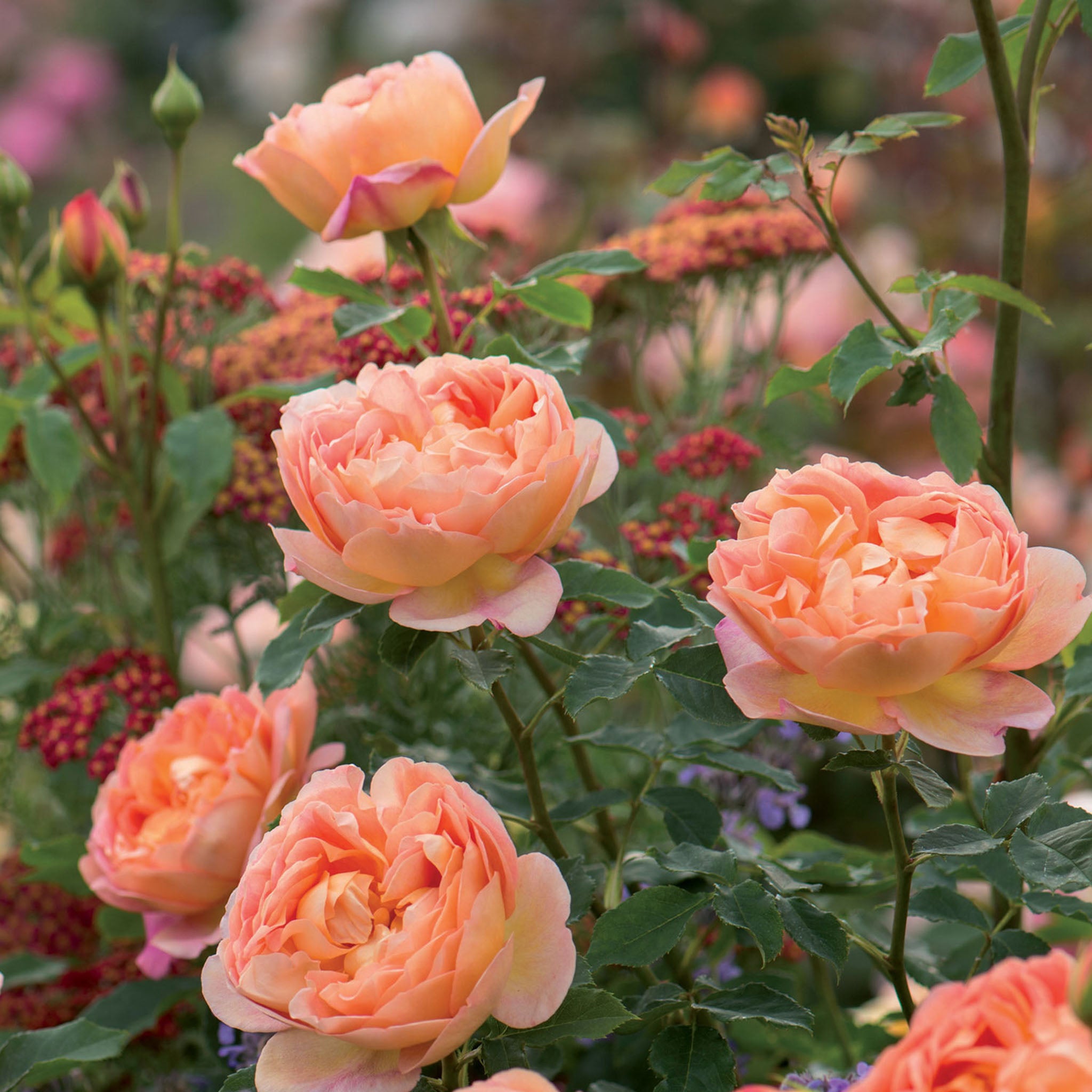 Lady of Shalott Rose Bare Root