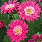 Garvinea Sweet Memories Gerbera