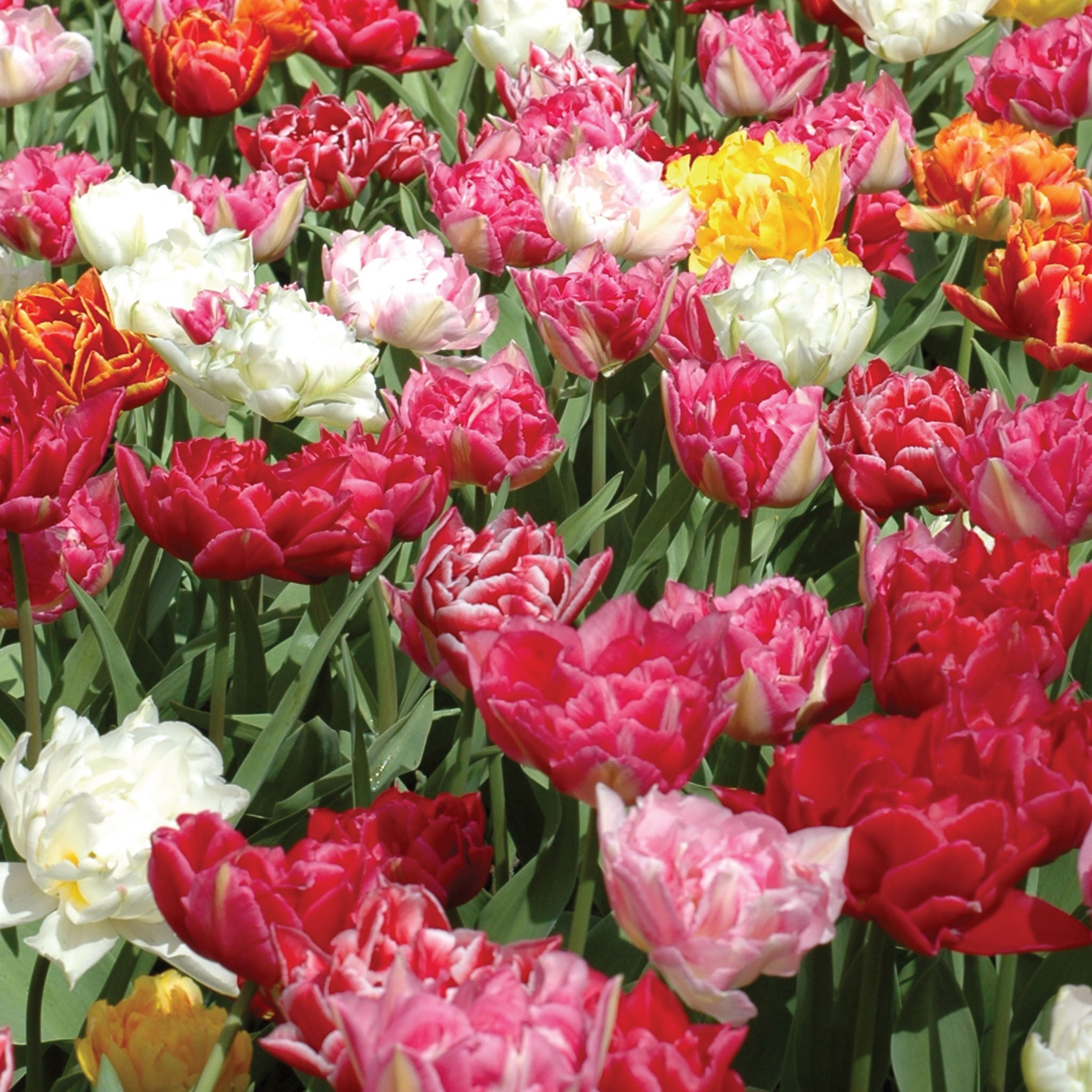 Murillo Mix Tulip Bulbs