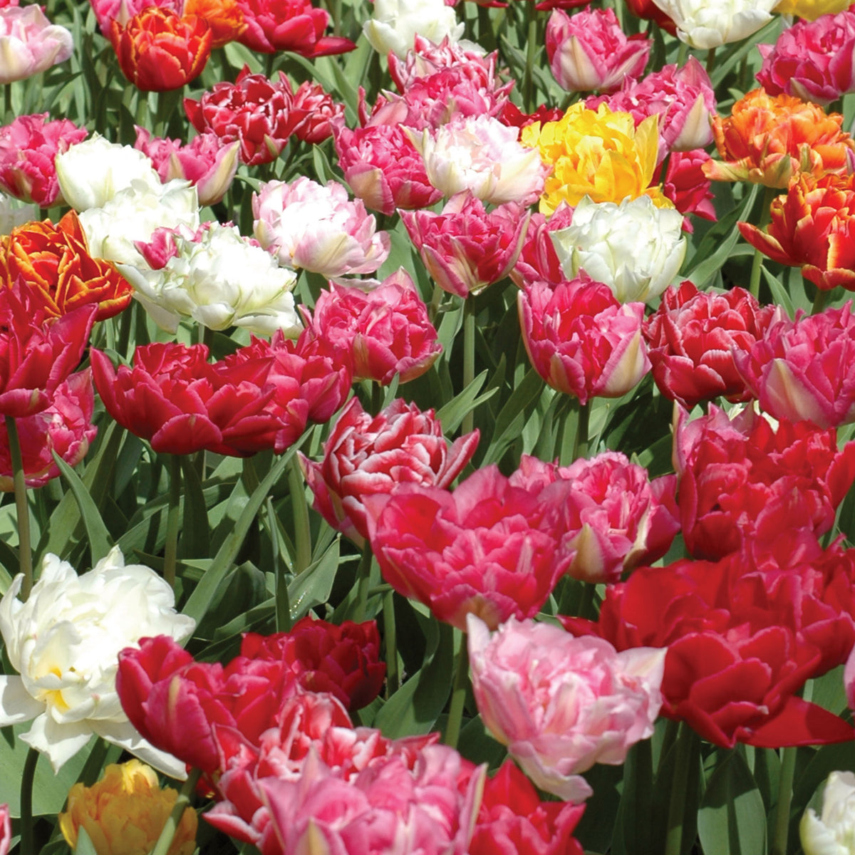 Murillo Mix Tulip Bulbs