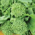 Rapini Organic Broccoli Raab
