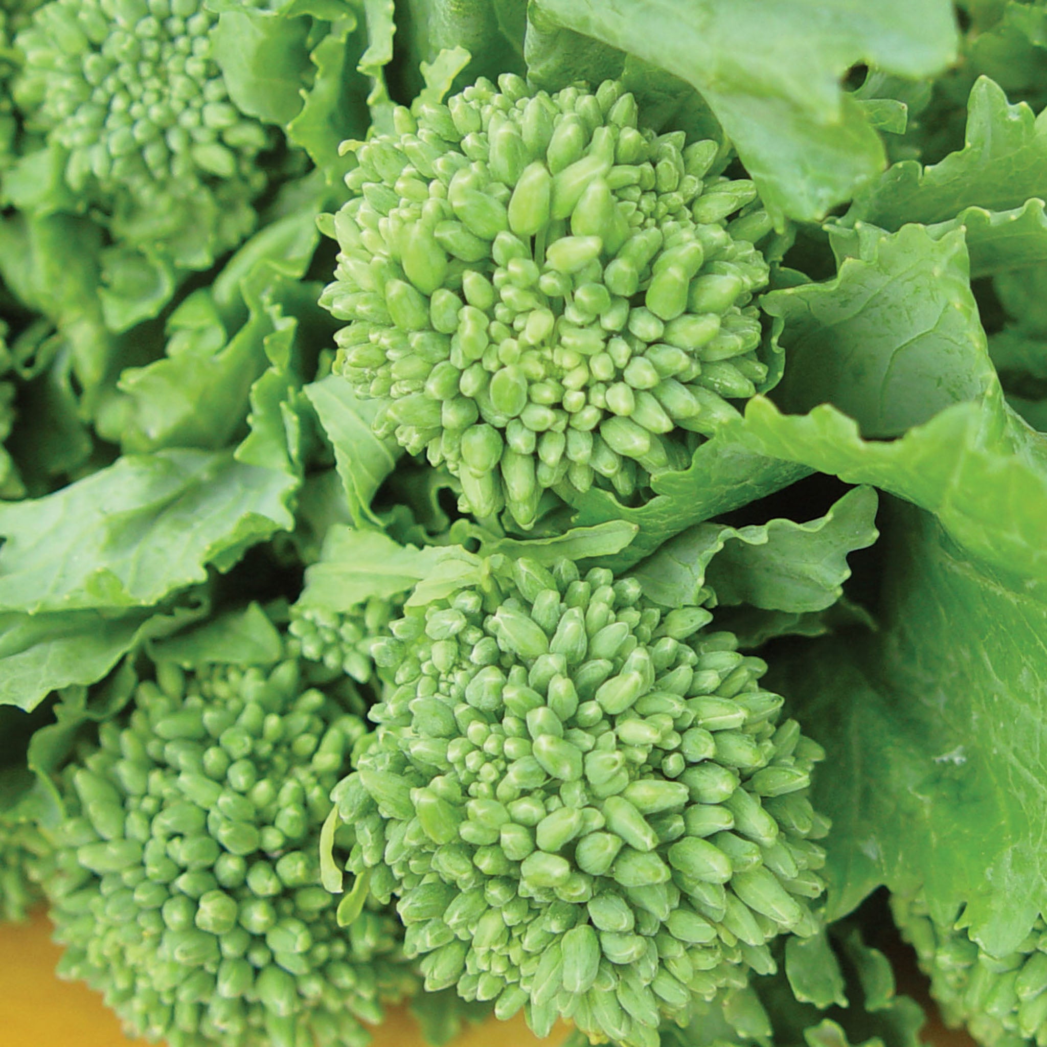 Rapini Organic Broccoli Raab