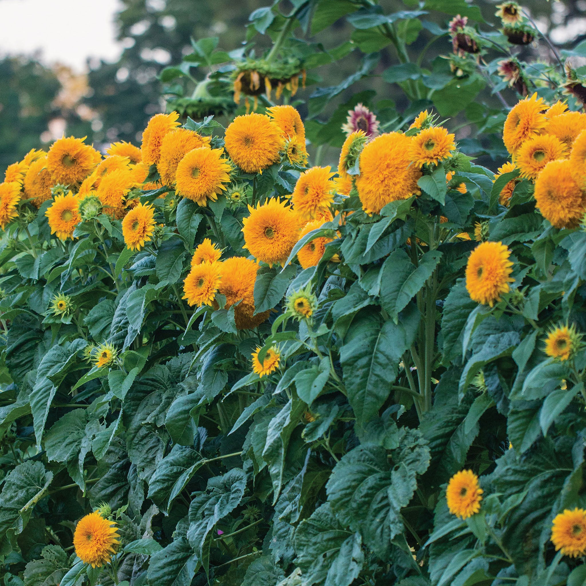 Honey Bear Sunflower