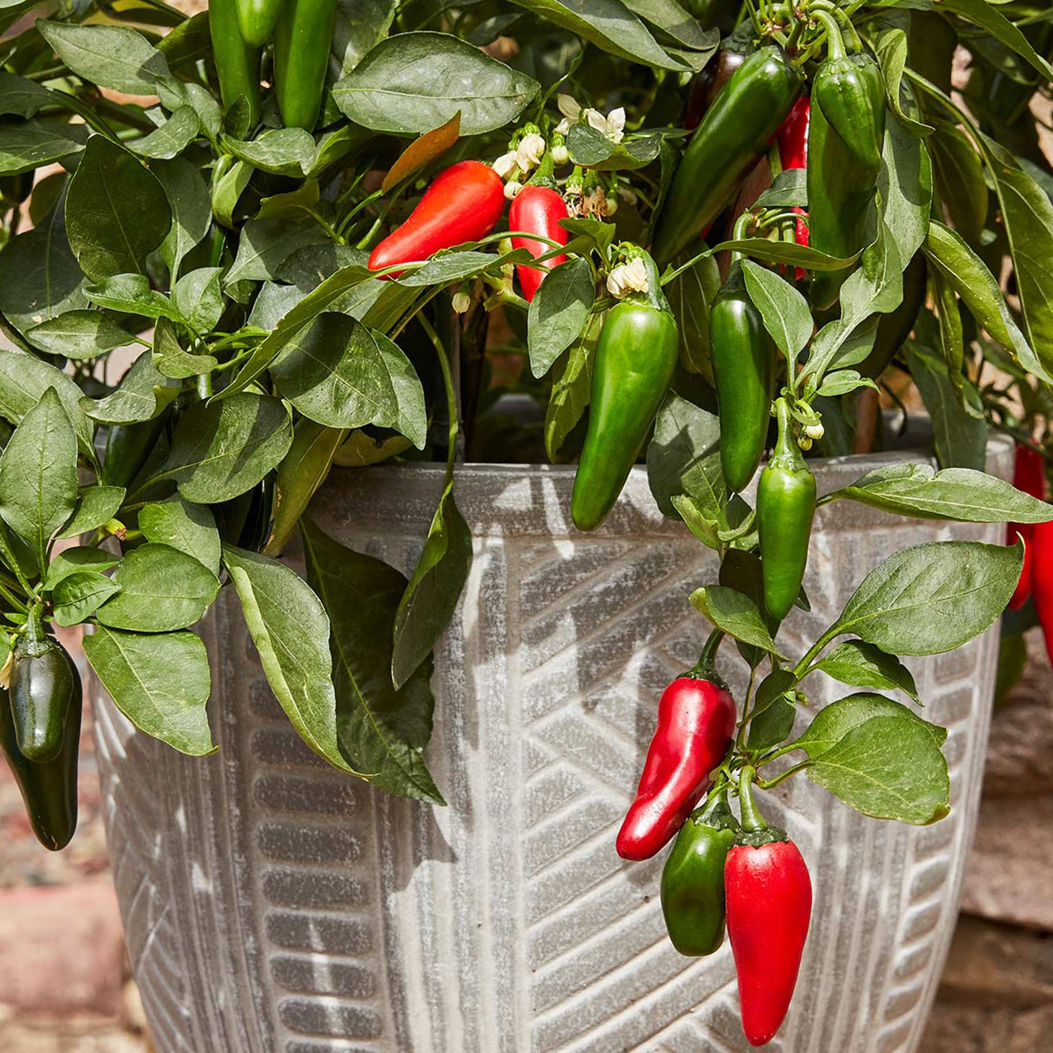 Pot-a-Peño Hot Jalapeno Pepper