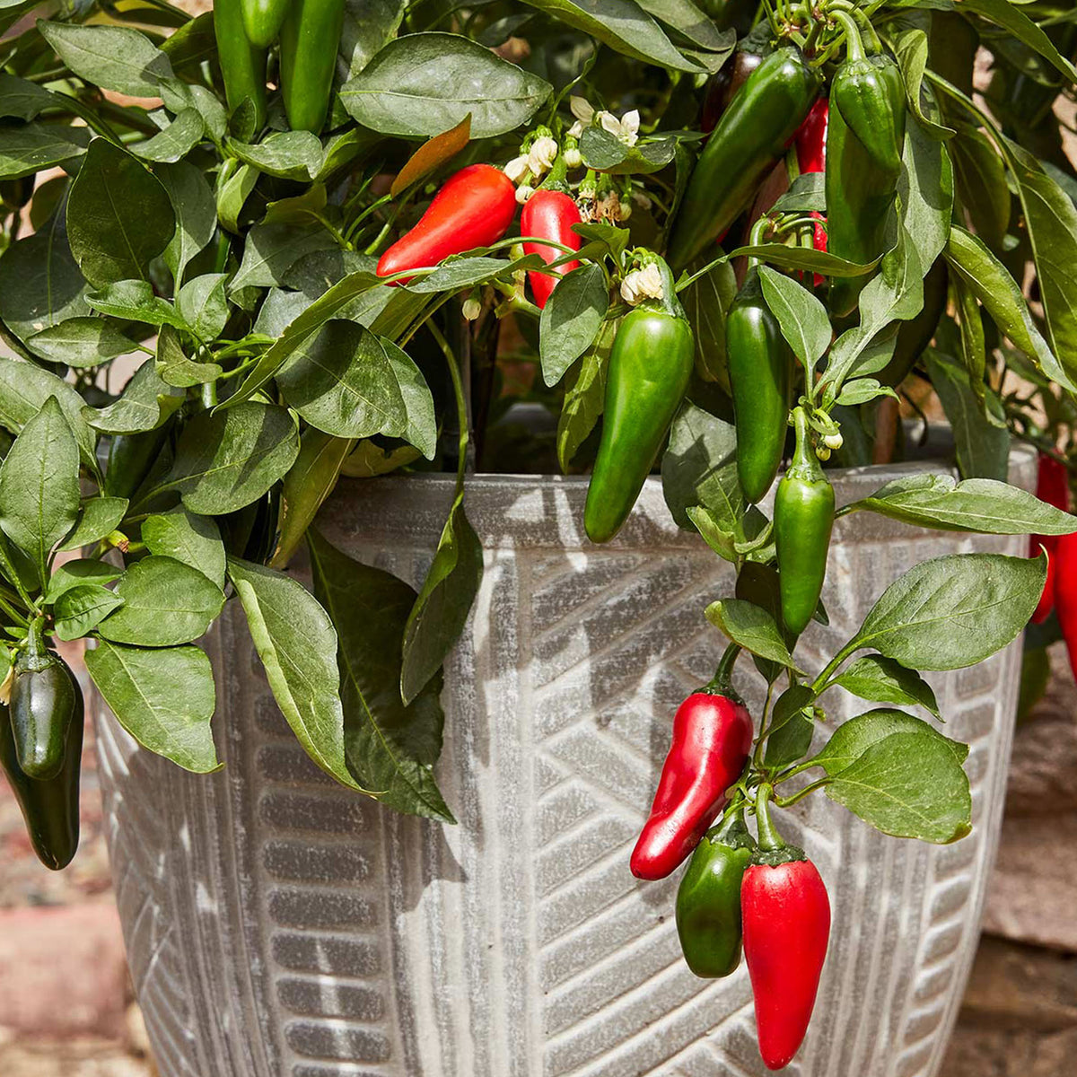 Pot-a-Peño Hot Jalapeno Pepper