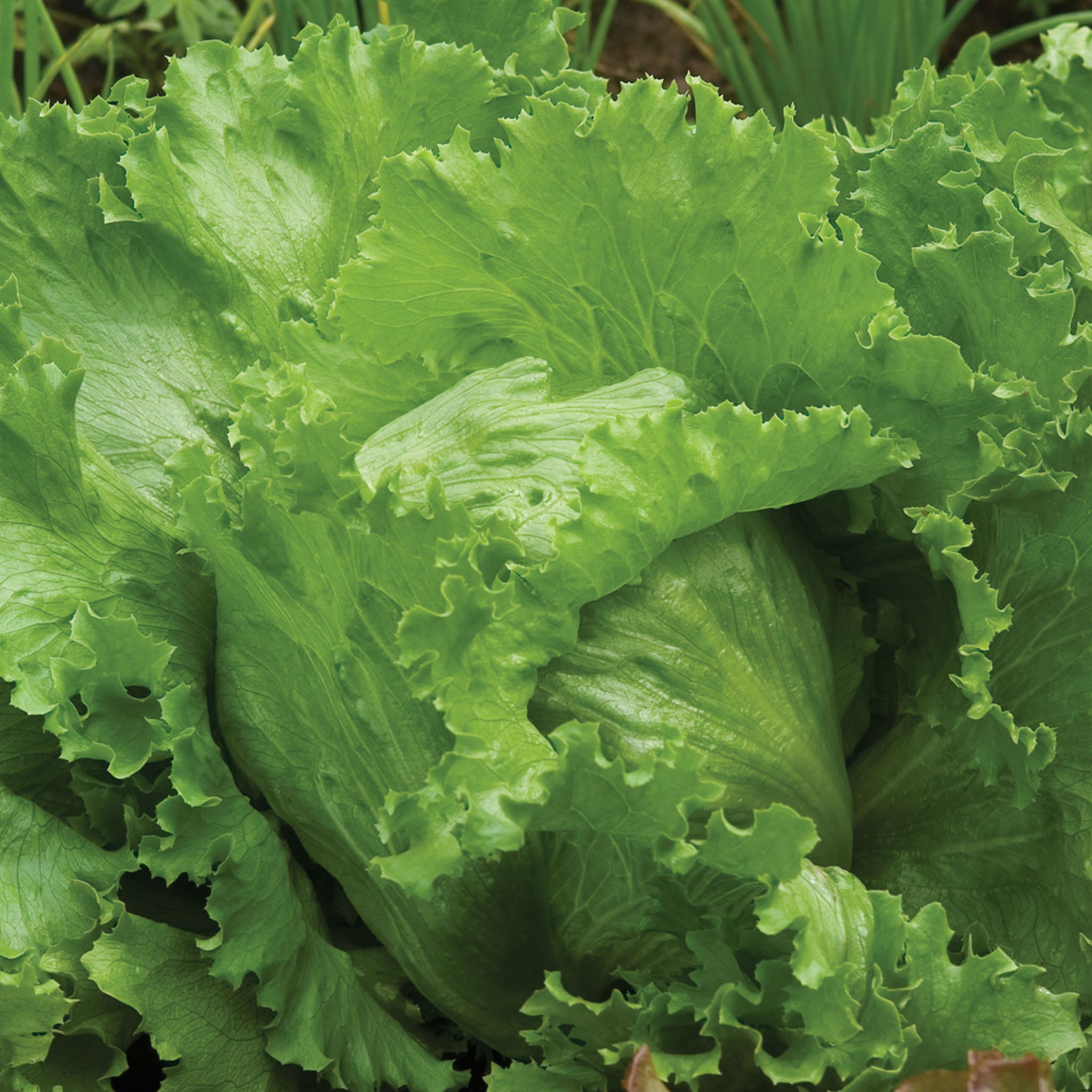 Igloo Lettuce