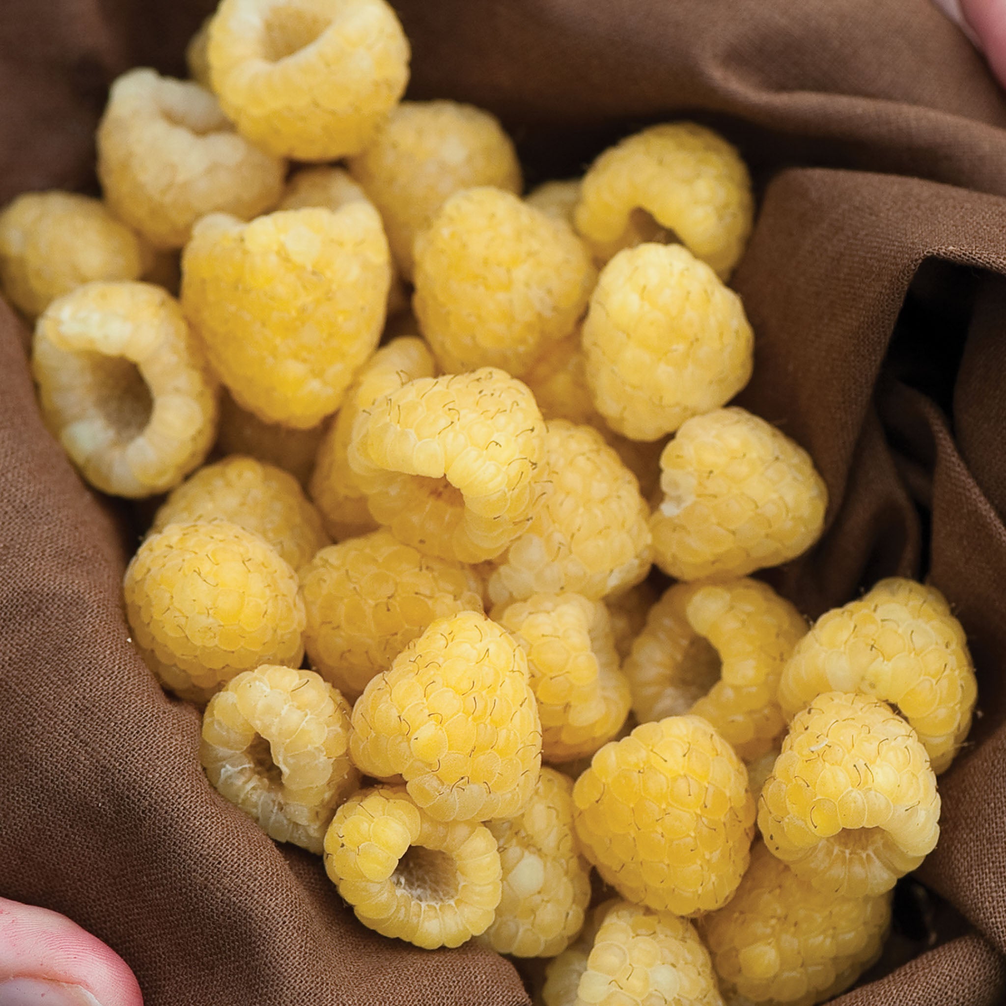 Fall Gold Raspberry
