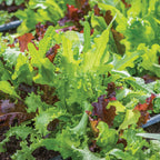 Classic Mix Mesclun