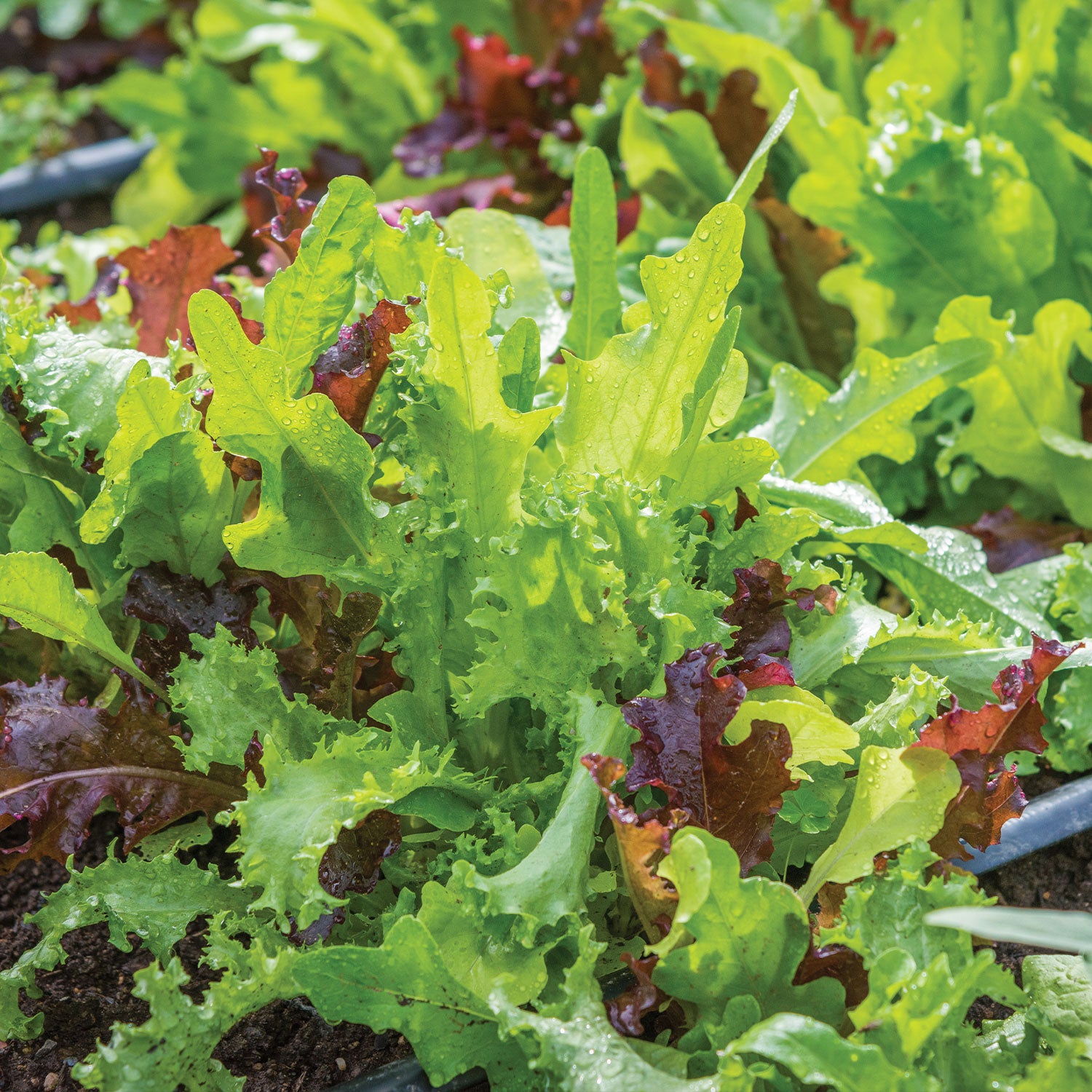 Classic Mix Mesclun