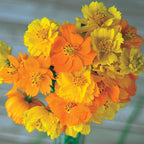 Bright Lights Mixed Colors Cosmos