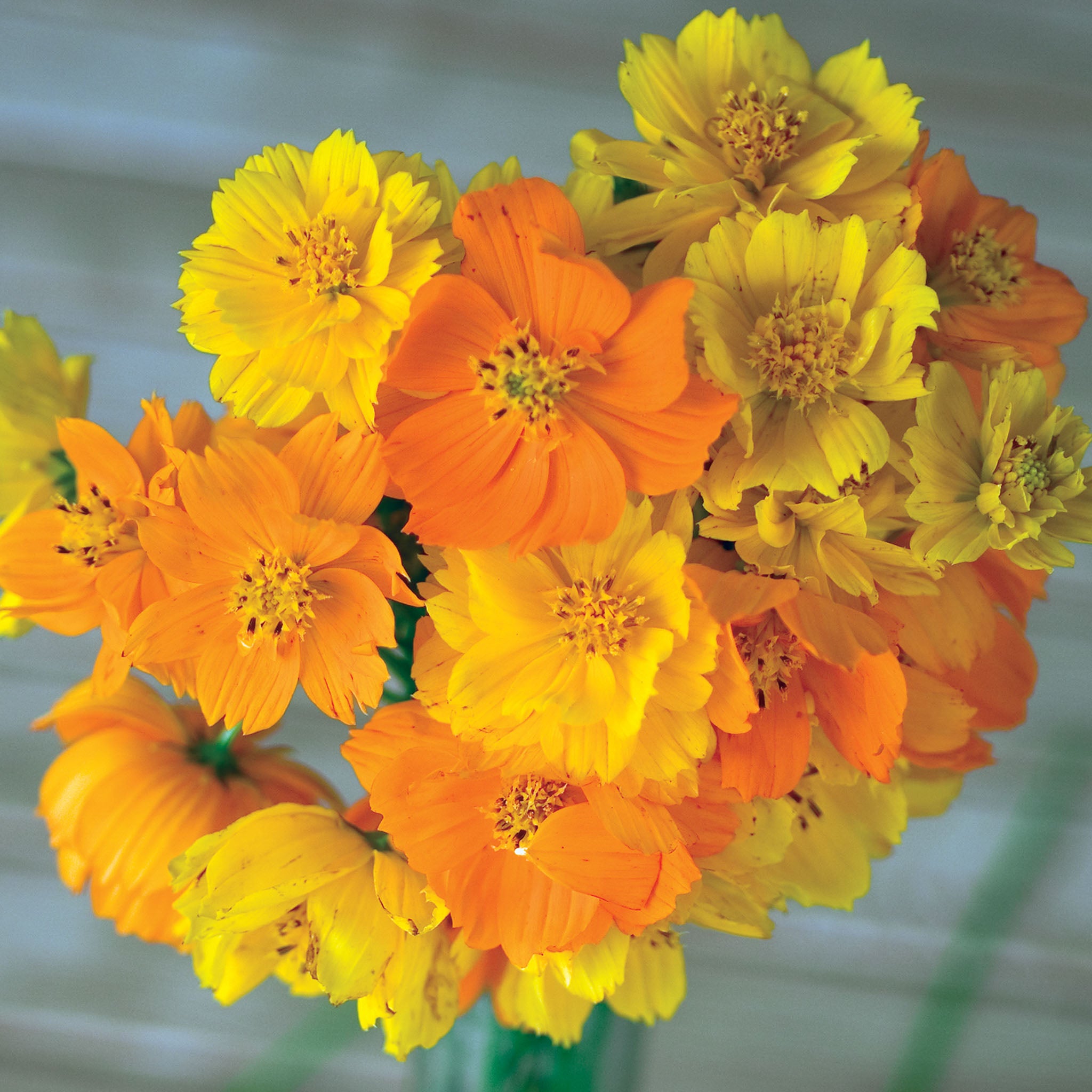 Bright Lights Mixed Colors Cosmos