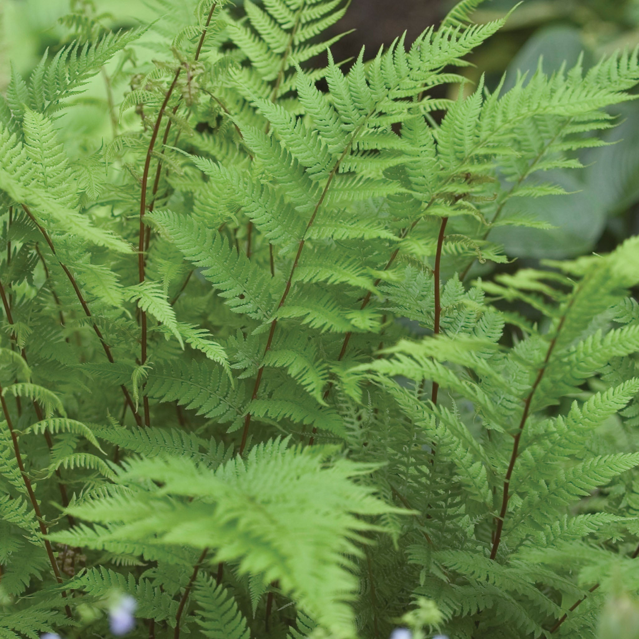 Lady in Red Fern