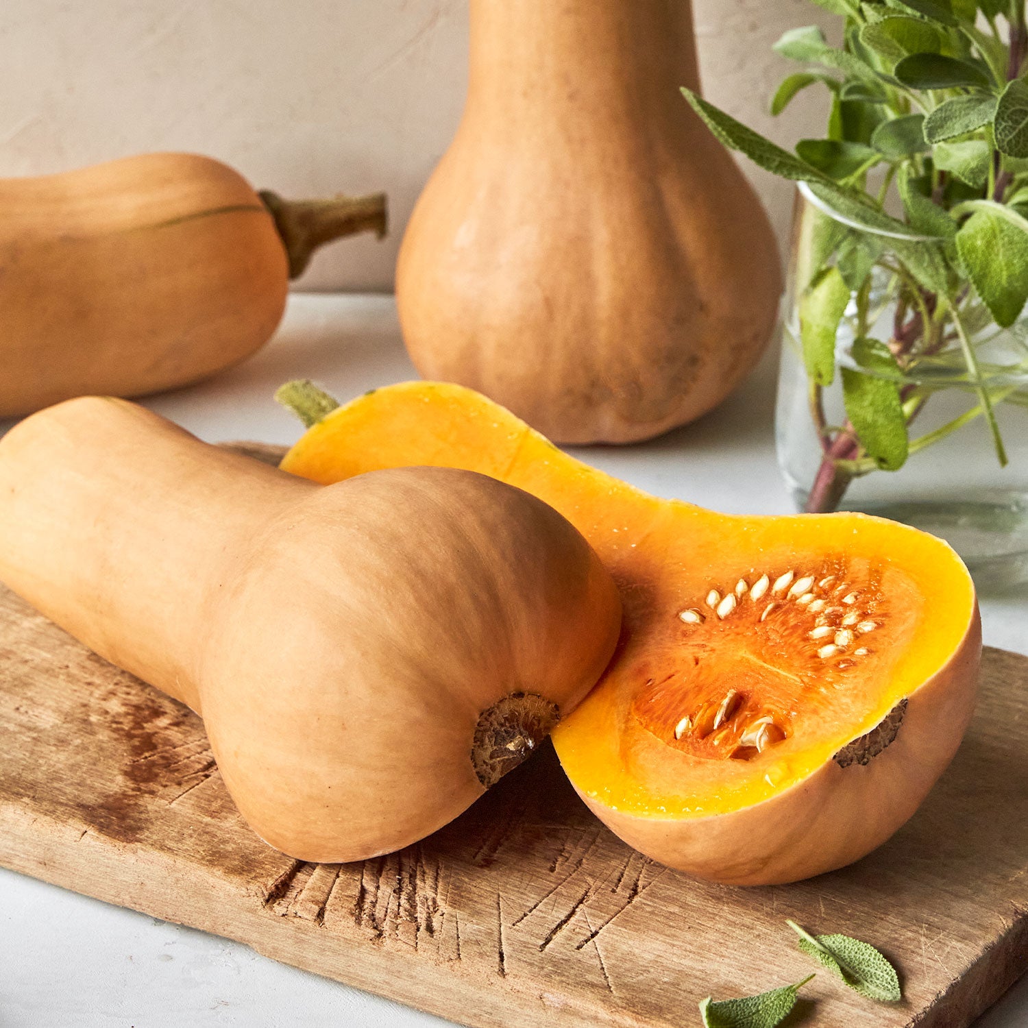 Pilgrim Winter Squash