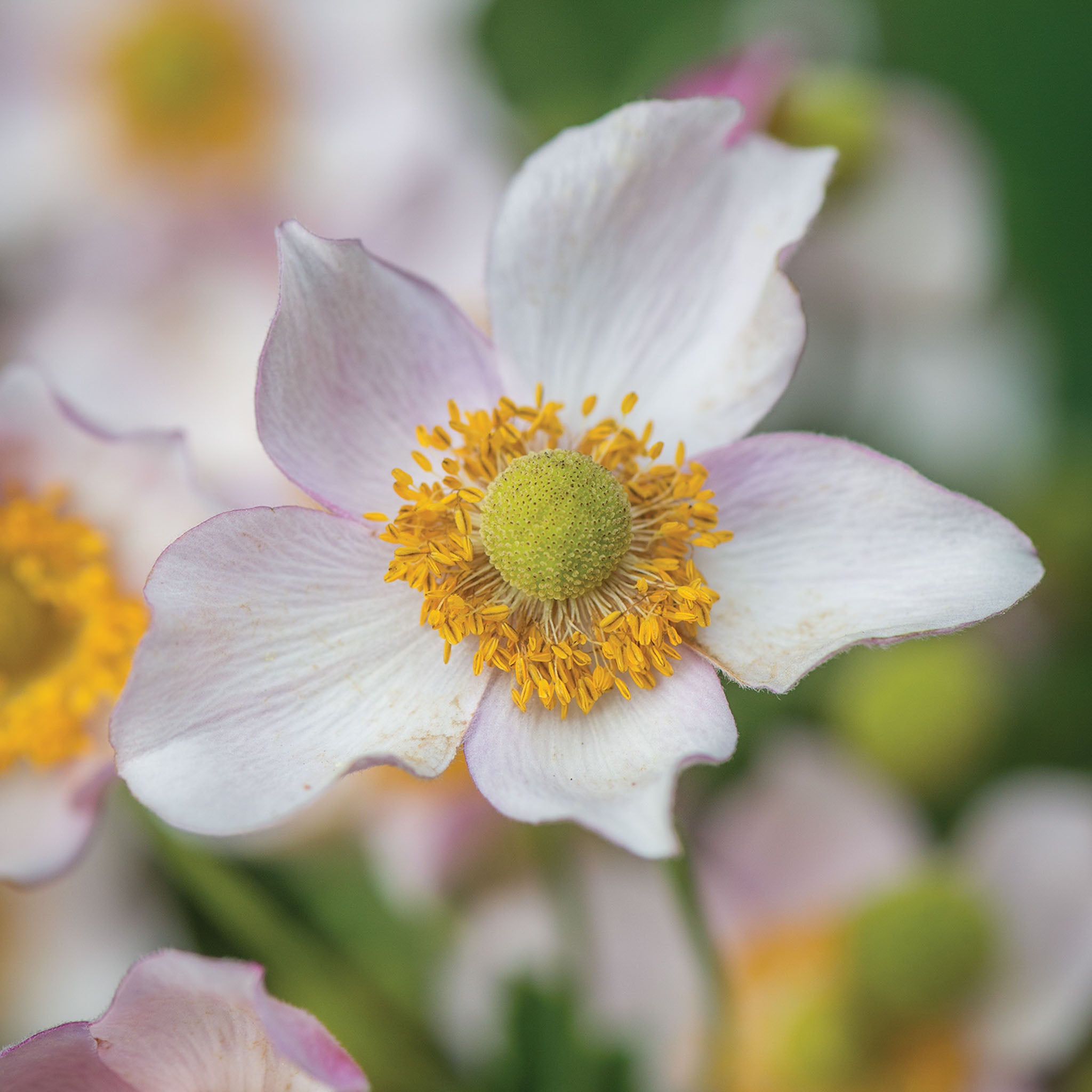 Leather and Lace Anemone Bare Root