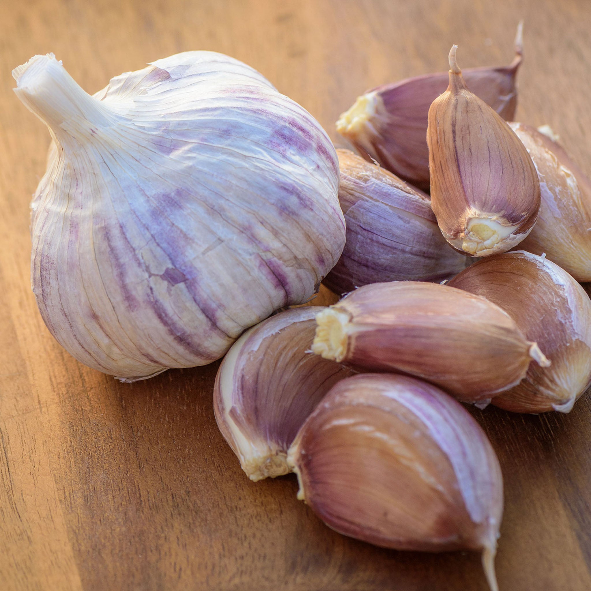 Montana Giant Garlic Bulbs