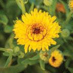 Calexis Yellow Calendula