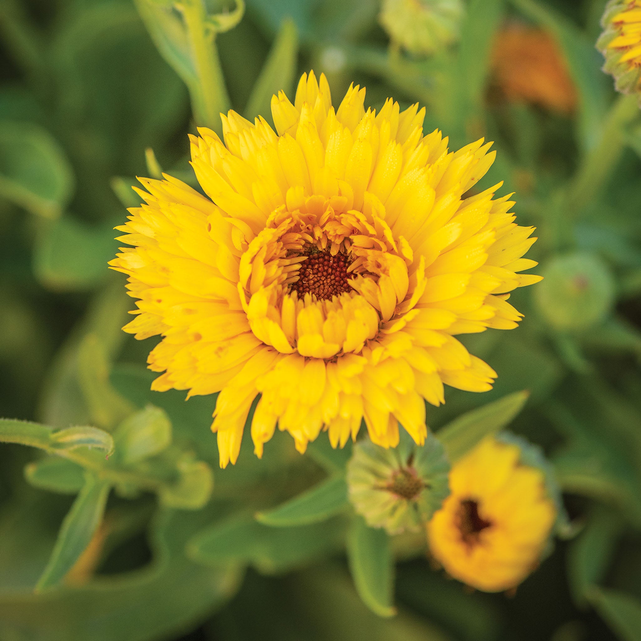 Calexis Yellow Calendula